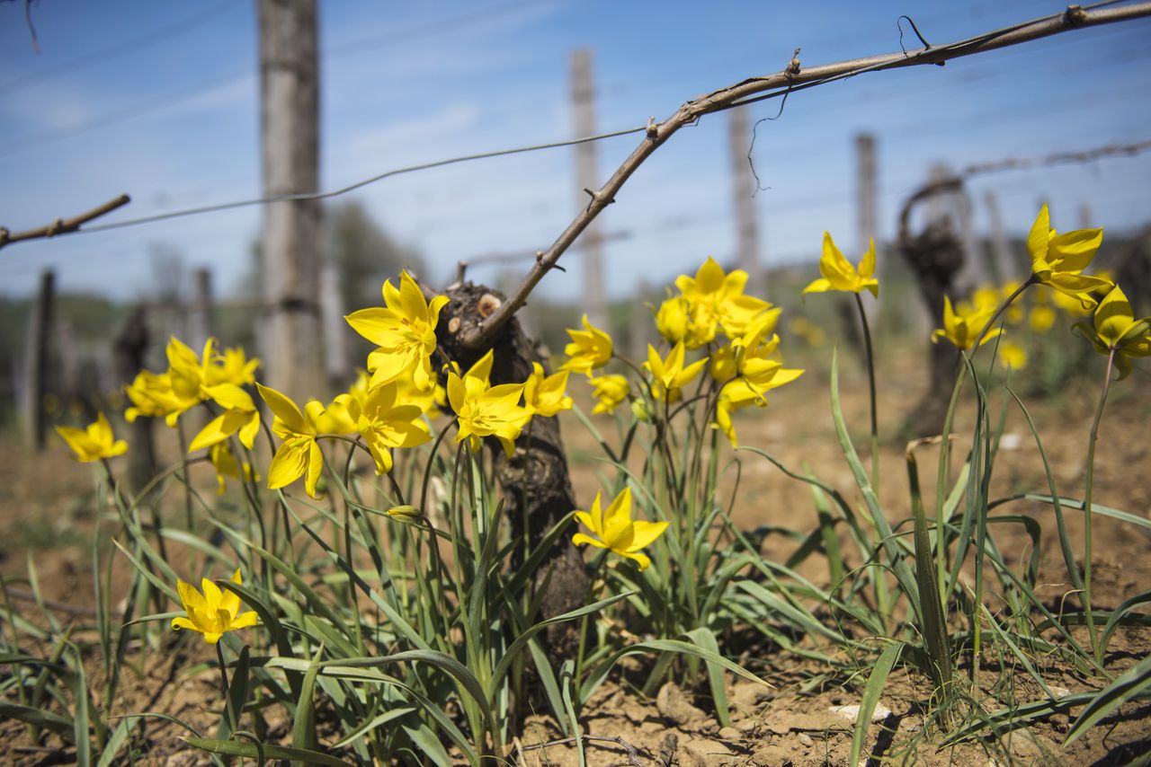 Flore Tulipe de vigne Tul_0482